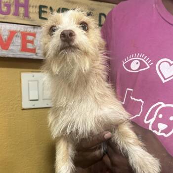 Nimbus - Local Sept 11-13 -  Rat Terrier Dog for Adoption in Brookshire, Texas - Nimbus - Local Sept 11-13 | PetCurious