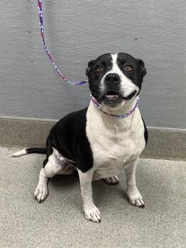 TALANI -  Pit Bull Terrier Dog for Adoption in Las Vegas, Nevada - TALANI | PetCurious