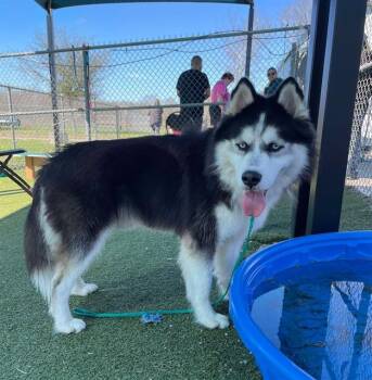 Siberian Husky and Mixed Breed Dogs Available for Adoption in Pasadena, Texas - REGGIE | PetCurious