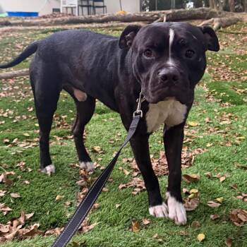 Pumpkin -  Pit Bull Terrier Dog for Adoption in Sunrise, Florida - Pumpkin | PetCurious
