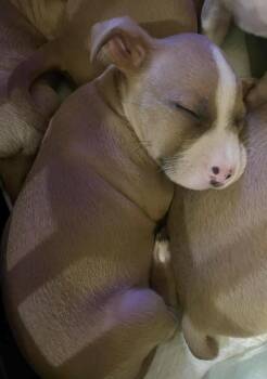 Rescue Labrador Retriever Dogs for Adoption in Pflugerville, Texas - Delta | PetCurious