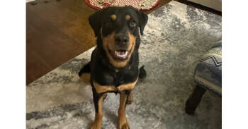 Rescue Rottweiler Dogs for Adoption in Gilbert, Arizona - Mona | PetCurious