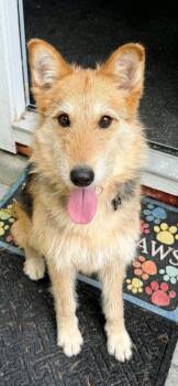 Lucy -  Airedale Terrier and Bearded Collie Dog for Adoption in Chattanooga, Tennessee - Lucy | PetCurious