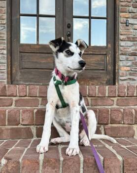 Rescue Cattle Dog Dogs for Adoption in Evansville, Indiana - Haisley | PetCurious