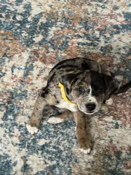 Mountain Cur and Australian Shepherd Dogs Available for Adoption - Syrena | PetCurious