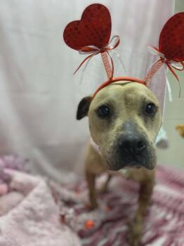 Pit Bull Terrier Dogs Available for Adoption - Lyra | PetCurious