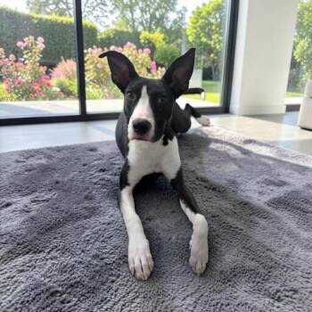 Mayo -  Bull Terrier Dog for Adoption in Fort Worth, Texas - Mayo | PetCurious