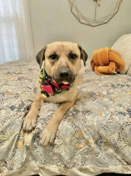 Roger -  Mixed Breed Dog for Adoption in Manchester, Connecticut - Roger | PetCurious