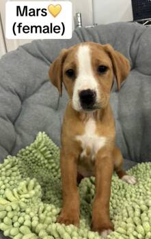 Labrador Retriever and Boxer Dogs Available for Adoption in Crystal Lake, Illinois - Mars | PetCurious