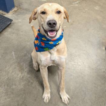 Rescue Mixed Breed Dogs for Adoption in Independence, Kansas - Guinevere | PetCurious