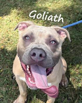 Rescue Mastiff and Pit Bull Terrier Dogs for Adoption in Warwick, New York - Goliath | PetCurious