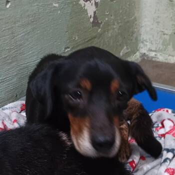 Jim Bob -  Boxer and Dachshund Dog for Adoption in Eureka Springs, Arkansas - Jim Bob | PetCurious