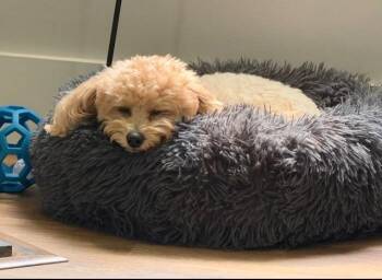 Maltese and Poodle Dogs Available for Adoption in Blountville, Tennessee - Benny | PetCurious