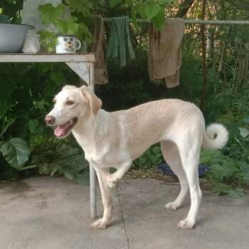 Luna -  Mixed Breed and Labrador Retriever Dog for Adoption in Toronto, Ontario - Luna | PetCurious