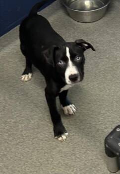 Willy 2 months AVAILABLE 6/17 -  Labrador Retriever Dog for Adoption in Sterling, Massachusetts - Willy 2 Months AVAILABLE 6/17 | PetCurious