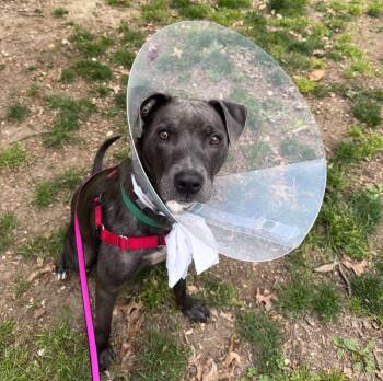 Sissy -  Mixed Breed Dog Available for Adoption in Alexandria, Virginia - Sissy | PetCurious
