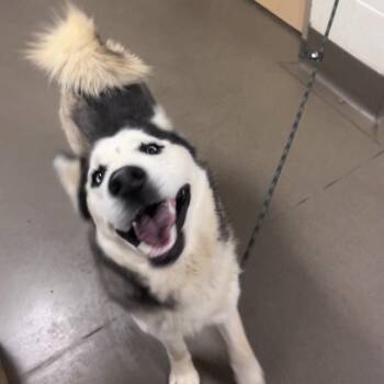 Mixed Breed Dogs Available for Adoption in Asheville, North Carolina - Forecast | PetCurious