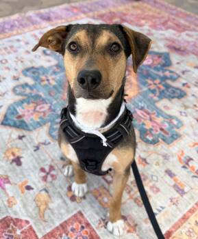 Shepherd Dogs Available for Adoption - Randy | PetCurious