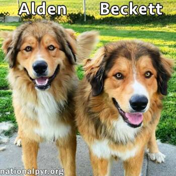 Alden & Beckett in KY - Double The Love -  Great Pyrenees Dog for Adoption in Beacon, New York - Alden & Beckett In KY - Double The Love | PetCurious