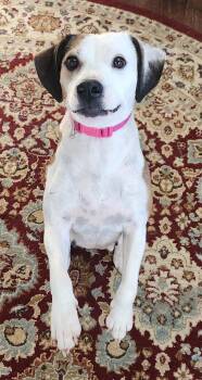 Beagle Dogs Available for Adoption in Herndon, Virginia - Pearl | PetCurious