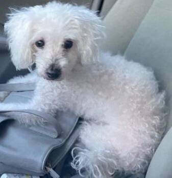 Tippy -  Miniature Poodle Dog for Adoption in Dripping Springs, Texas - Tippy | PetCurious