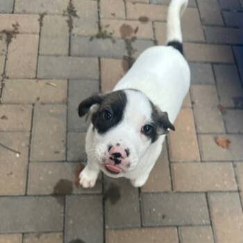 Rescue Great Pyrenees Dogs for Adoption in Cumming, Georgia - McGuire 21794 | PetCurious