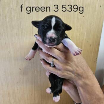 Goldieloxx Pup- Evie -  Labrador Retriever and Terrier Dog for Adoption in Fairfax Station, Virginia - Goldieloxx Pup- Evie | PetCurious
