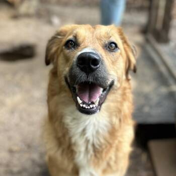 Retriever Dogs Available for Adoption in Columbia, South Carolina - Aruba | PetCurious