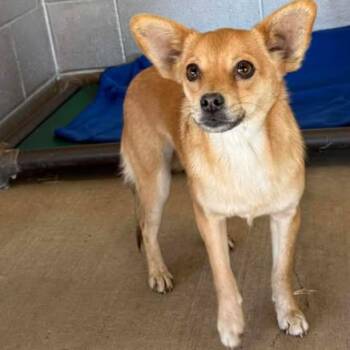 Mixed Breed Dogs Available for Adoption - Tortilla | PetCurious