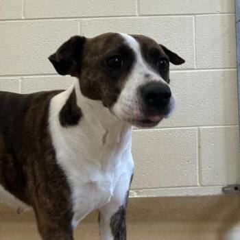 Mixed Breed Dogs Available for Adoption in Asheville, North Carolina - Tiger | PetCurious