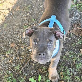 MACK -  Bulldog Dog for Adoption in Hamilton Township, New Jersey - MACK | PetCurious