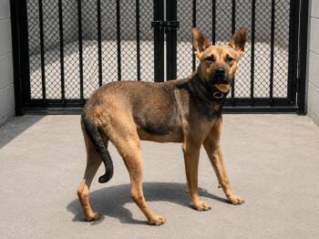 Monsoon -  Dutch Shepherd and Mixed Breed Dog for Adoption in Orangeburg, South Carolina - Monsoon | PetCurious