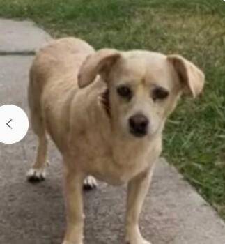 A048250 -  Chihuahua and Mixed Breed Dog for Adoption in Tracy, California - A048250 | PetCurious
