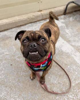 Pug Dogs Available for Adoption in Boston, Massachusetts - CHANTEL | PetCurious