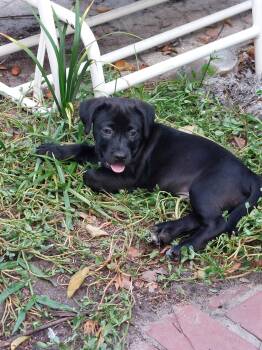 Lincoln -  Labrador Retriever Dog for Adoption in Sanford, Florida - Lincoln | PetCurious