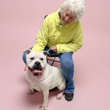 American Bulldog Dogs Available for Adoption - Sadie | PetCurious