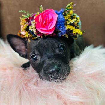 Elsa -  German Shepherd Dog Dog for Adoption in Houston, Texas - Elsa | PetCurious
