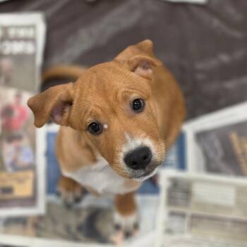 Charlie RW -  Australian Shepherd and Mixed Breed Dog for Adoption in Austin, Texas - Charlie RW | PetCurious
