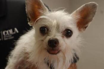 LITTLE BIT -  Mixed Breed Dog for Adoption in Columbia, South Carolina - LITTLE BIT | PetCurious