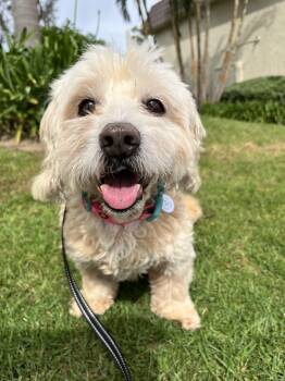 Lhasa Apso and Maltese Dogs Available for Adoption in Newport Beach, California - Ruby | PetCurious