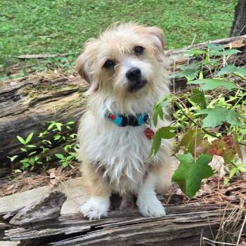 Felix -  Terrier Dog for Adoption in Raleigh, North Carolina - Felix | PetCurious