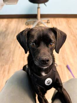 Mixed Breed Dogs Available for Adoption in Shelburne, Vermont - Felix | PetCurious