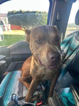 PICKLE -  Pit Bull Terrier Dog for Adoption in Sacramento, California - PICKLE | PetCurious