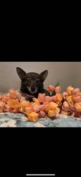 Chihuahua Dogs Available for Adoption - Andie | PetCurious