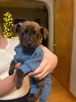 Mixed Breed Dogs Available for Adoption - Sir Puck | PetCurious