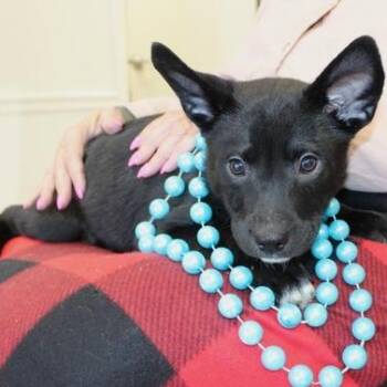 Shepherd Dogs Available for Adoption - Comet | PetCurious