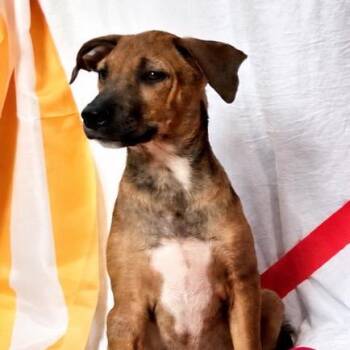 Fried Oreo -  Mixed Breed Dog for Adoption in Rockville, Maryland - Fried Oreo | PetCurious