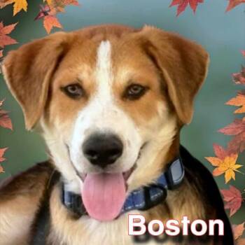Rescue Hound and Cattle Dog Dogs for Adoption in Phoenix, Arizona - Boston | PetCurious