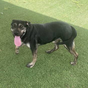 Hooch 2820 -  Mixed Breed Dog for Adoption in Loxahatchee Groves, Florida - Hooch 2820 | PetCurious