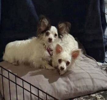 Regina George -  Chihuahua and Papillon Dog for Adoption in Saugus, Massachusetts - Regina George | PetCurious
